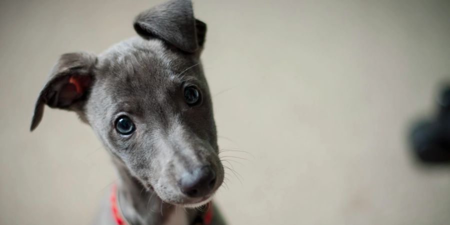 Hund fragend