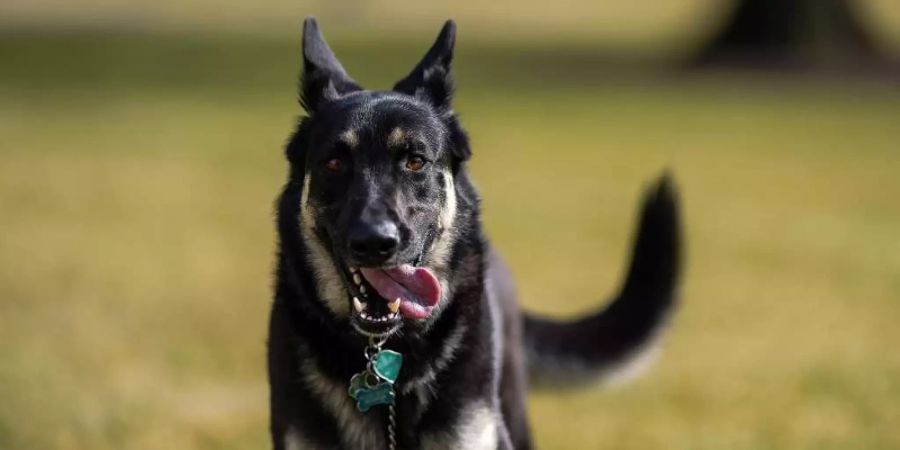 Schäferhund «Major» hat ein zusätzliches Training bekommen. Foto: Adam Schultz/Official White House /dpa