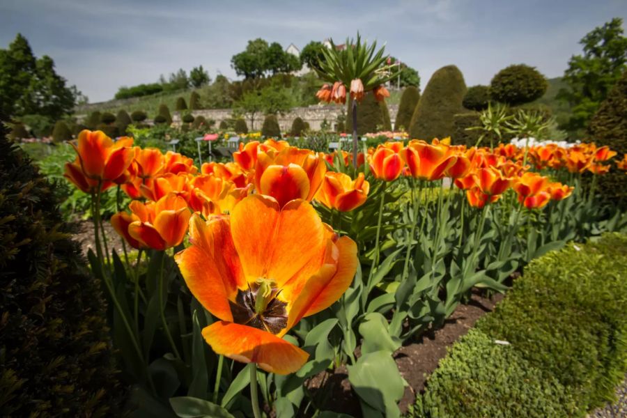 Schlossgarten Schloss Wildegg