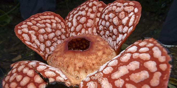 Die Rafflesia Cantleyi-Blume blüht im Chabang Tongkat Forest Reserve. Foto: Shahuri Saidi/BERNAMA/dpa Die Rafflesia Cantleyi-Blume blüht im Chabang Tongkat Forest Reserve. Foto: Shahuri Saidi/BERNAMA/dpa