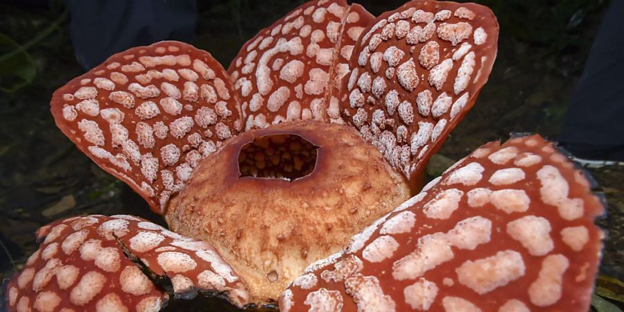 Die Rafflesia Cantleyi-Blume blüht im Chabang Tongkat Forest Reserve. Foto: Shahuri Saidi/BERNAMA/dpa