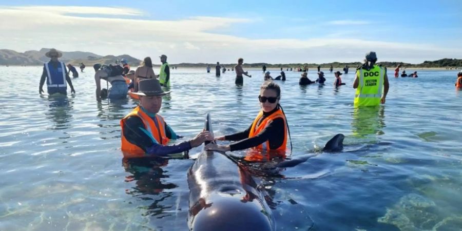 Helfer bei Grindwalrettung in Neuseeland