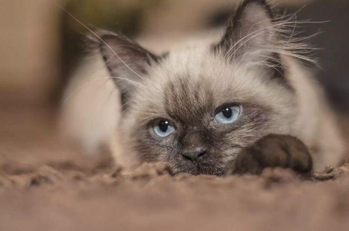 Eine Katze. Katze
