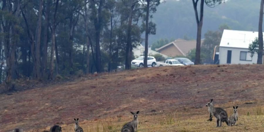 Kängurus in Australien