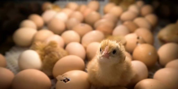 Frisch geschlüpftes Küken Frisch geschlüpftes Küken