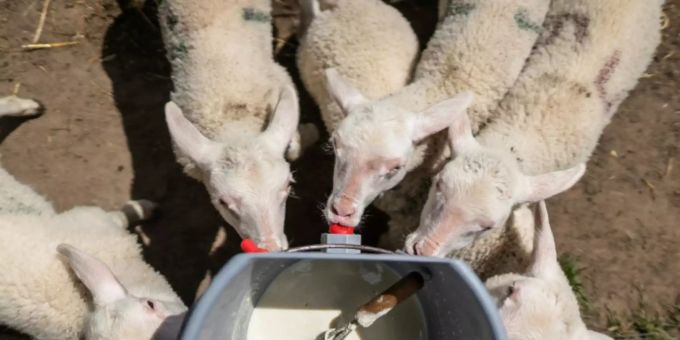 Lämmer bei der Fütterung Lämmer bei der Fütterung