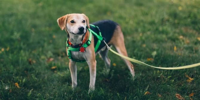 Hund auf Wiese