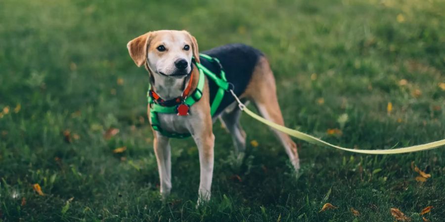 Hund auf Wiese