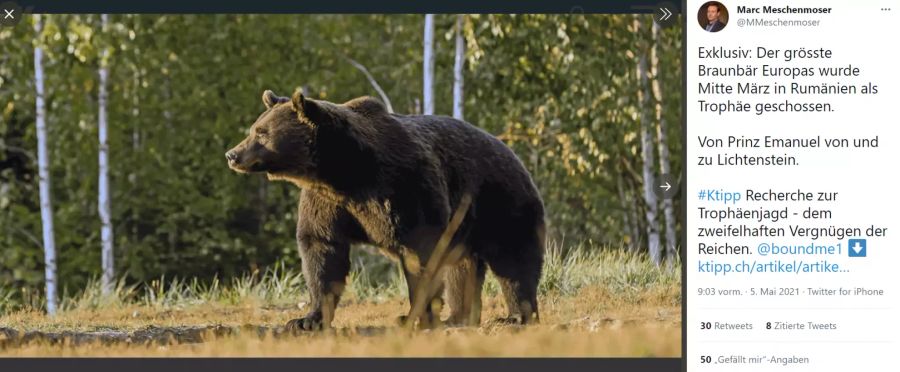 Braunbär