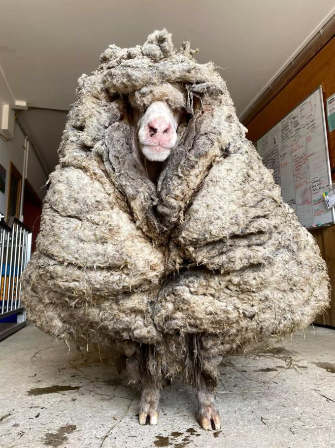 Das wilde Schaf Baarack trägt mehr als 35 Kilo schwere Wolle. Das Wildschaf wurde im australischen Bundesstaat Victoria gefunden und von Edgar's Mission Farm Sanctuary in Lancefield gerettet. Foto: Edgar's Mission Farm Sanctuary/AAP Wildes Schaf Baarack in Australien gerettet