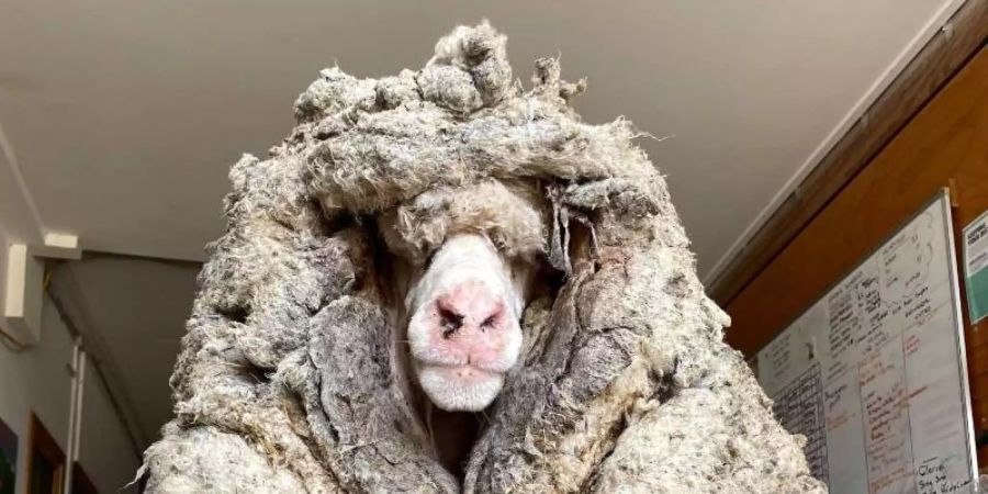 Das wilde Schaf Baarack trug mehr als 35 Kilo schwere Wolle. Foto: Edgar's Mission Farm Sanctuary/AAP/dpa
