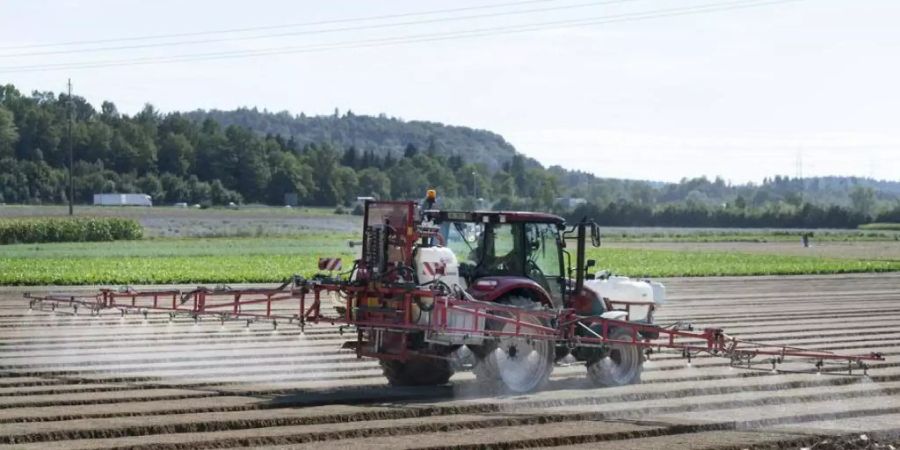 Das Bundesamt für Landwirtschaft verbietet Pflanzenschutzmittel, die das Fungizid Chlorothalonil enthalten. (Symbolbild)