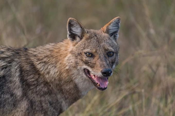 Ein Goldschakal (Canis aureus). Foto: Ola Jennersten/WWF goldschakal