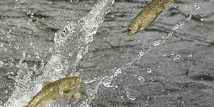 Forellen springen aus dem Wasser. (Symbolbild) forelle