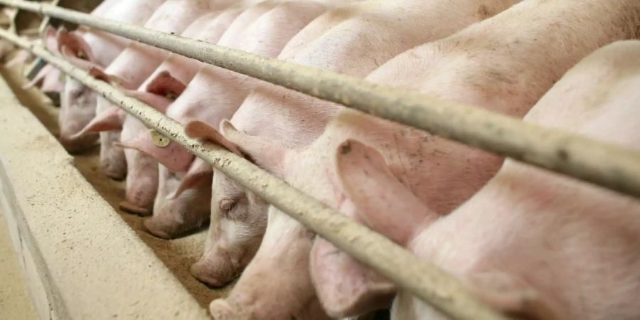 Schweine Mast