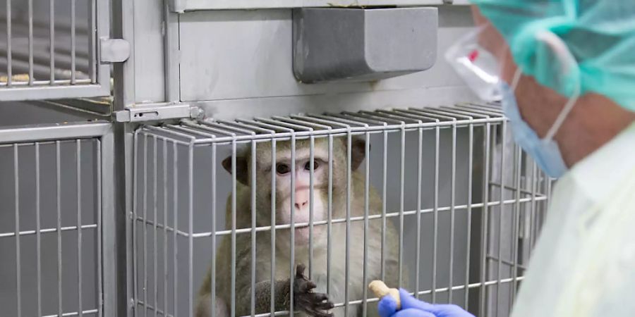 Ein Makake in einem Labor in Deutschland, in welchem zu Forschungszwecken Tierversuche durchgeführt werden. In der Schweiz fordert eine Initiative ein Verbot von Tierversuchen. (Archivbild)