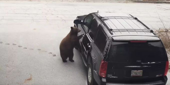 Das ging schief! - Frecher Bär sperrt sich selbst in Auto ein