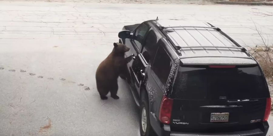 Bär usa