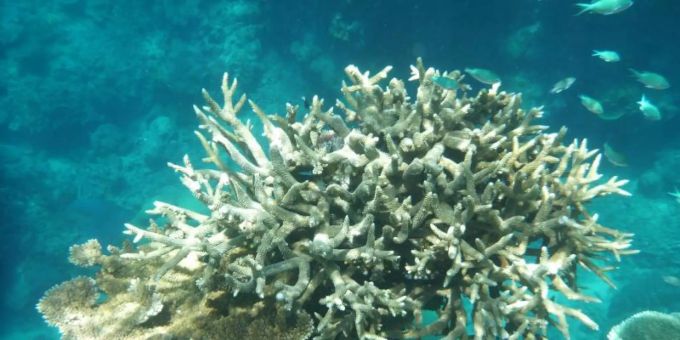 Sydney - Korallenbleichen in 98 Prozent des Great Barrier Reefs