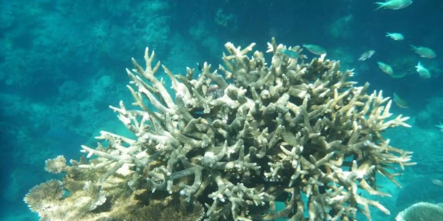 Korallen am Great Barrier Reef, die von der Korallenbleiche betroffen sind, vor der Küste von Cairns. Foto: Daniel Naupold/dpa