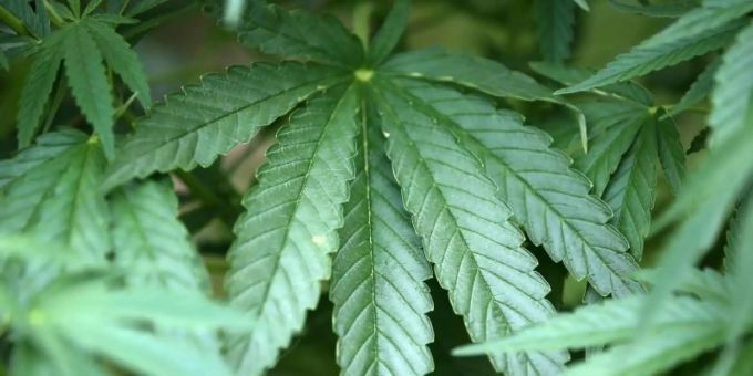 Bei jungen Erwachsenen ist der Cannabiskonsum weiter gestiegen. Foto: Oliver Berg/dpa Bei jungen Erwachsenen ist der Cannabiskonsum weiter gestiegen. Foto: Oliver Berg/dpa
