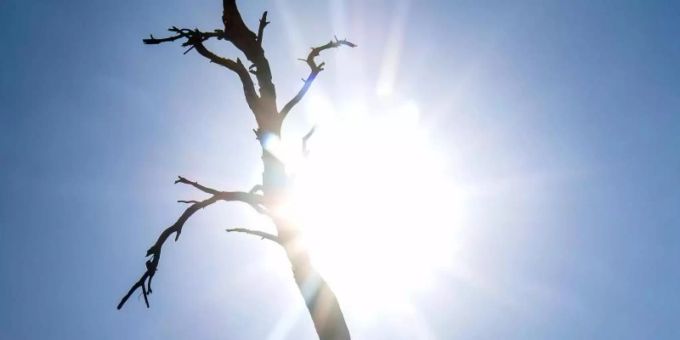 Die Silhouette eines toten Baumes zeichnet sich vor der Sonne ab. Foto: Sina Schuldt/dpa Die Silhouette eines toten Baumes zeichnet sich vor der Sonne ab. Foto: Sina Schuldt/dpa