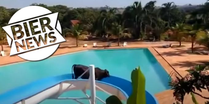 In Brasilien - Kuh gerät bei Flucht auf Wasserrutsche!