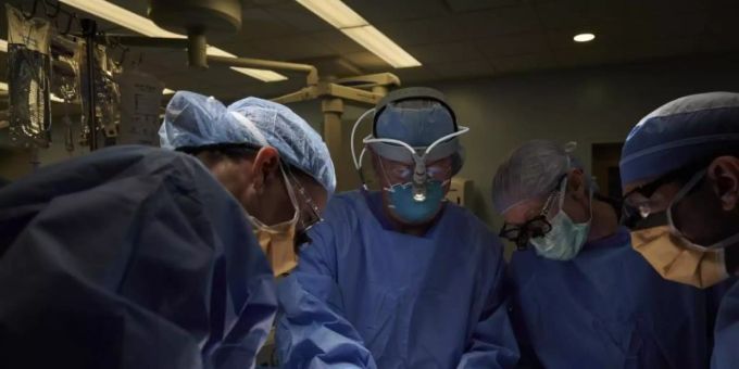Fachärzte bei einer Operation. Erstmals wurde erfolgreich eine Schweineniere transplantiert. Niere