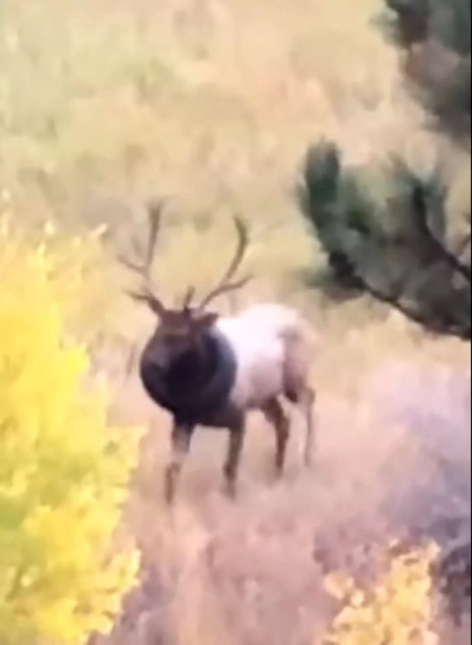 Der Hirsch wurde immer wieder gefilmt. Hirsch