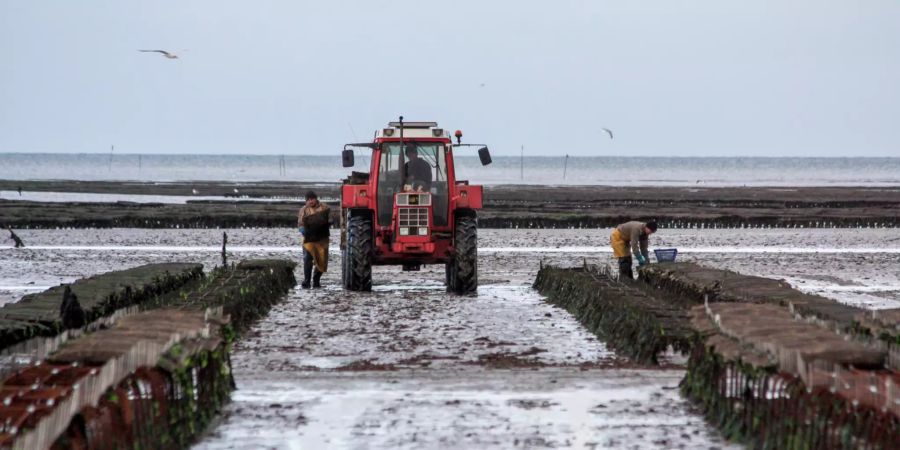 Traktor Meer Arbeiter Muschelsäcke