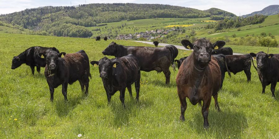 Black Angus Rinder auf einer Weide in Oltingen, im Hintergrund die Gemeinde Oltingen.