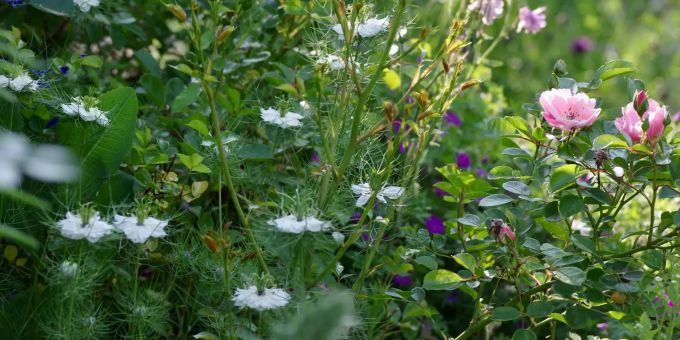 Stimmungsvoll und artenreich wird sich der Rosengarten künftig präsentieren