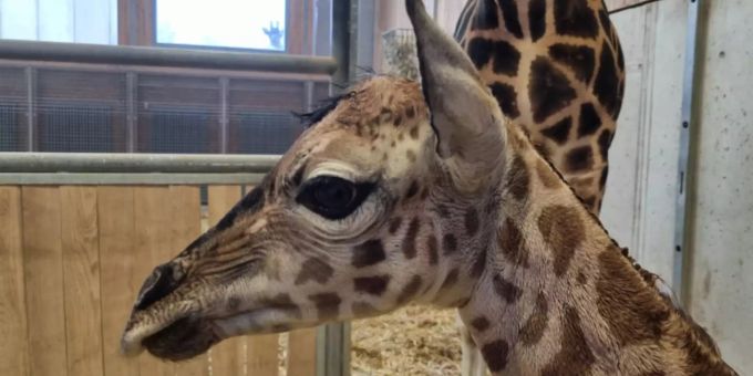 Giraffenbaby in Knies Kinderzoo Knies Kinderzoo
