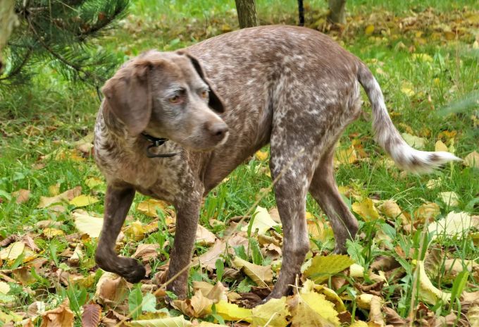 Trüffelhund Nubia. Hund