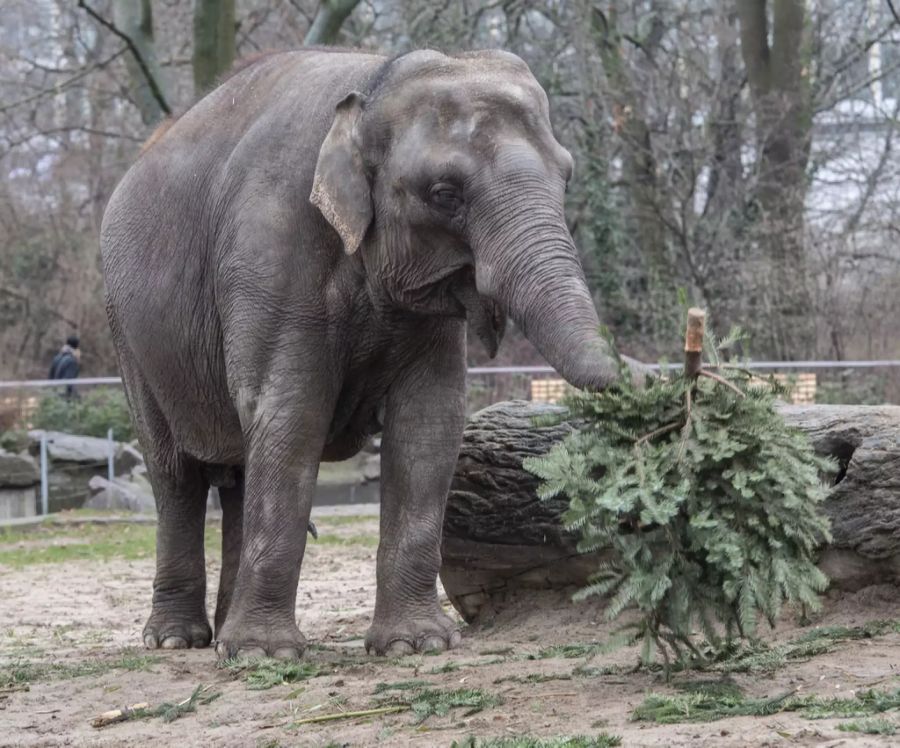 Durch die Aktion soll der Abfall bei unverkauften Weihnachtsbäumen reduziert werden.