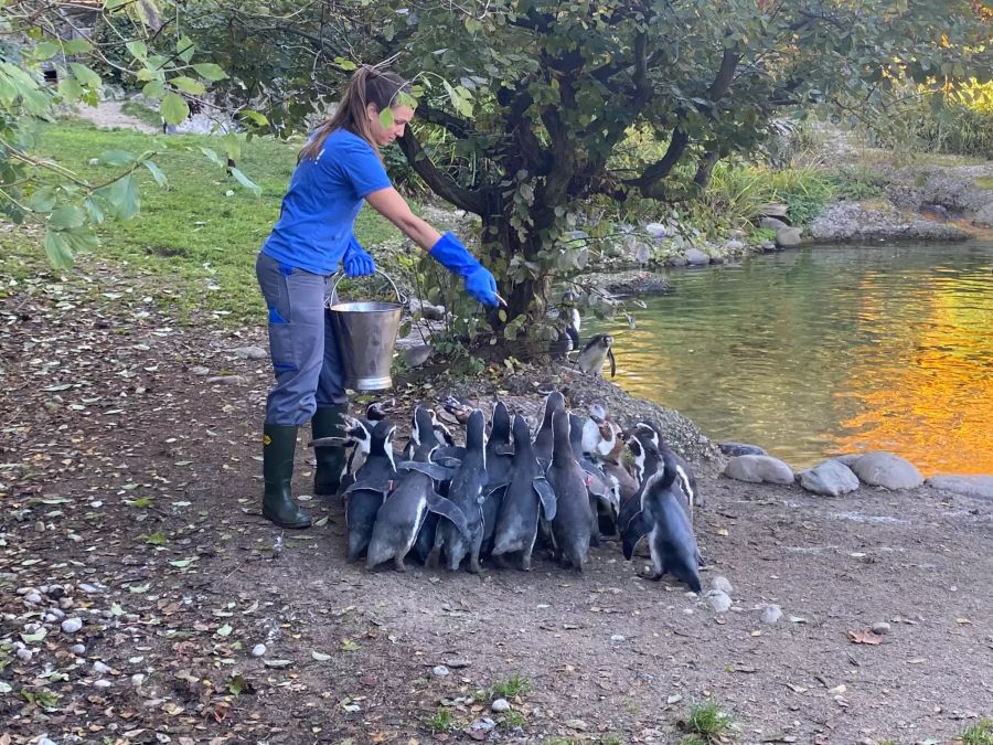 Die Pinguine sind hungrig – und wollen Fisch!