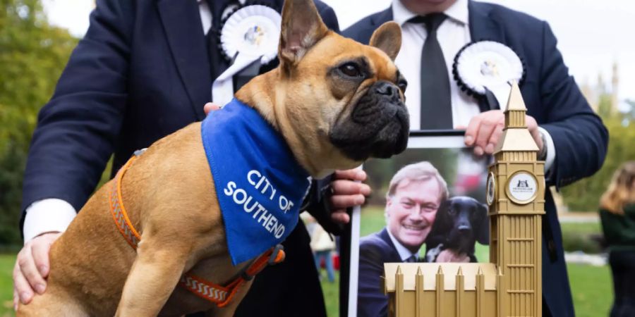 Die französische Bulldogge Vivienne wird zur Gewinnerin des Wettbewerbs «Westminster Dog of the Year» erklärt, der gemeinsam von Dogs Trust und The Kennel Club veranstaltet wird. Im Gedenken an den getöteten britischen Abgeordneten D. Amess ist dessen Hund Vivienne zum «Westminster Dog of the Year» des Parlamentsbetriebs gekürt worden. Foto: David Parry/PA Wire/dpa