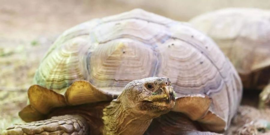 Die Schildkröte «Helmuth» kann wieder ohne Rollbrett durch das Schildkrötenhaus im Gelsenkirchener Zoo laufen. Foto: Oliver Berg/dpa