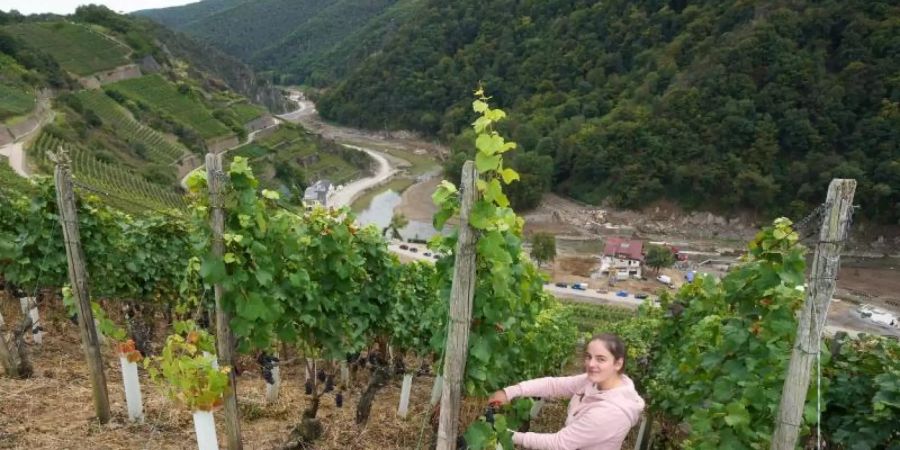 Eva Lanzerath, die gerade ihre Amtszeit als Deutsche Weinkönigin beendet hat, freut sich jedes Jahr auf die Weinlese. Foto: Thomas Frey/dpa