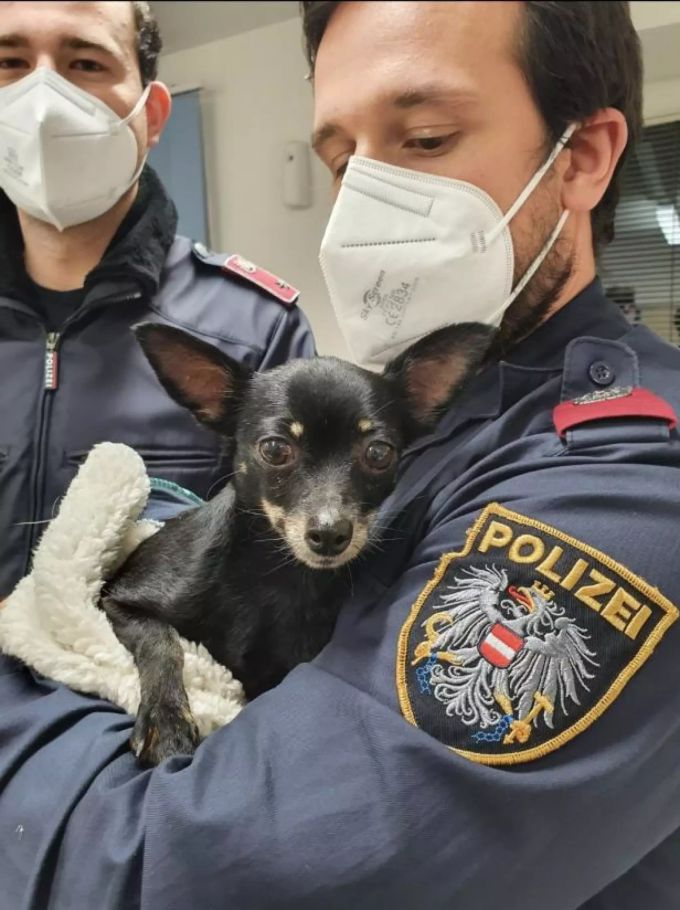 Eine Frau setzte ihren Hund mit dem Auto ab und fuhr weiter. Good News