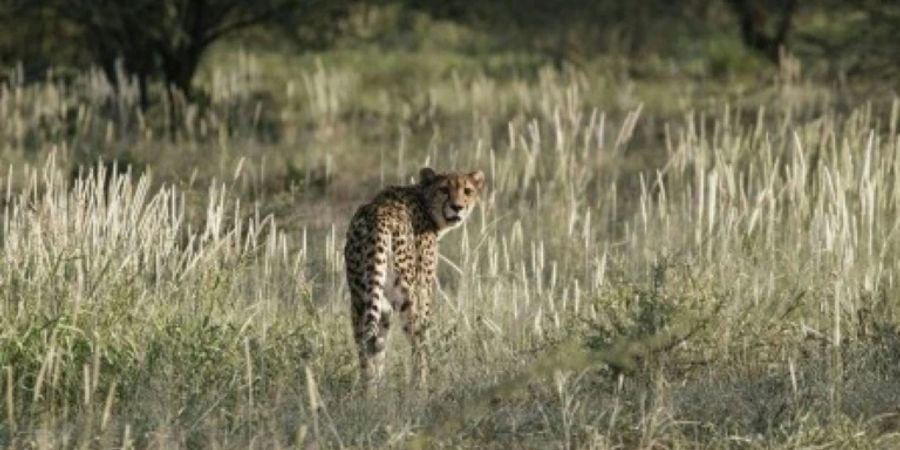 Gepard