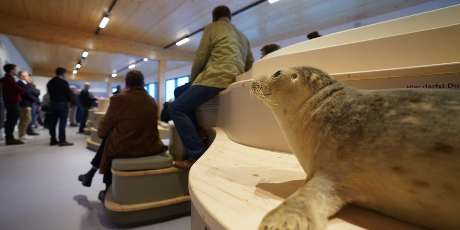 Eine ausgestopfter Heuler ist auf einer Bank in der Ausstellung «Heimische Robben im Weltnaturerbe Wattenmeer» in der Seehundstation zu sehen.