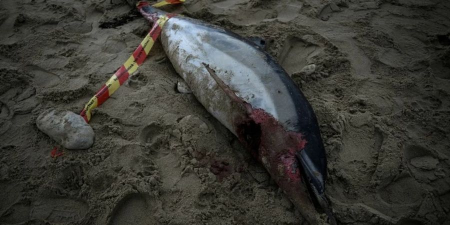 Ein toter Delfin mit Verletzungen durch Fischerei-Ausrüstung