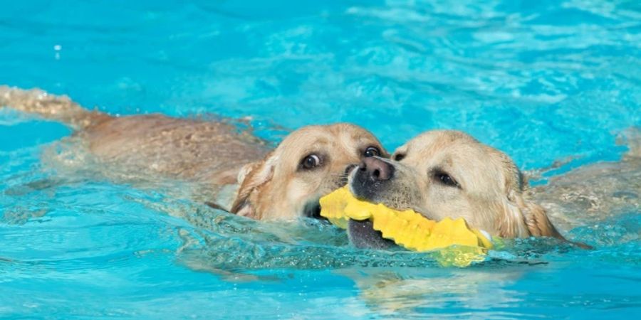 Zwei Hunde haben Spass im Pool