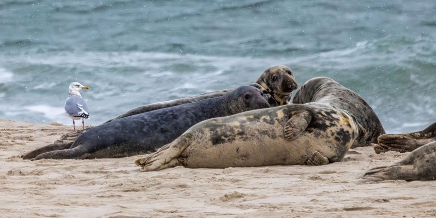 Kegelrobben auf Monomoy Island im US-Bundesstaat Massachusetts. Die Vogelgrippe tötet in den USA Hunderte Robben.