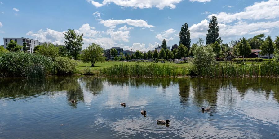 Weiher im Liebefeld Park im Liebefeld.