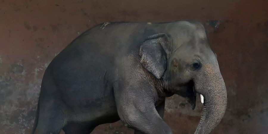 Der Elefant Kaavan soll nach über 30 Jahren in einem kleinen Gehege im Marghazar-Zoo in Islamabad in ein Schutzgebiet in Kambodscha gebracht werden. (Archiv)