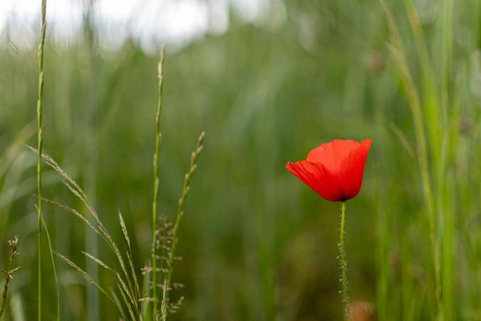 Eine Mohnblume vor einem Gerstenfeld in Unterkulm.