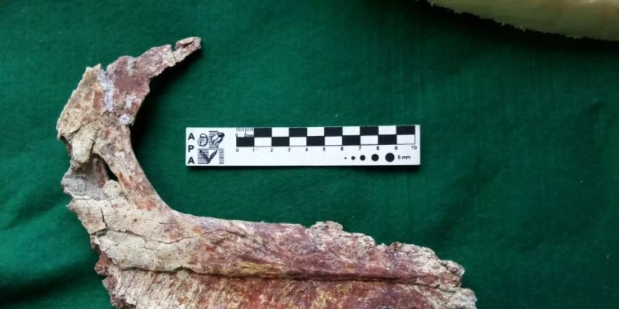 Überreste des Kiefers von Overoraptor chimentoi