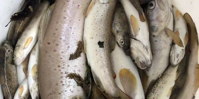 Auf einer Strecke von rund 500 Metern kam es in Diegten BL zu einem vollständigen Fischsterben. Auf einer Strecke von rund 500 Metern kam es in Diegten BL zu einem vollständigen Fischsterben.